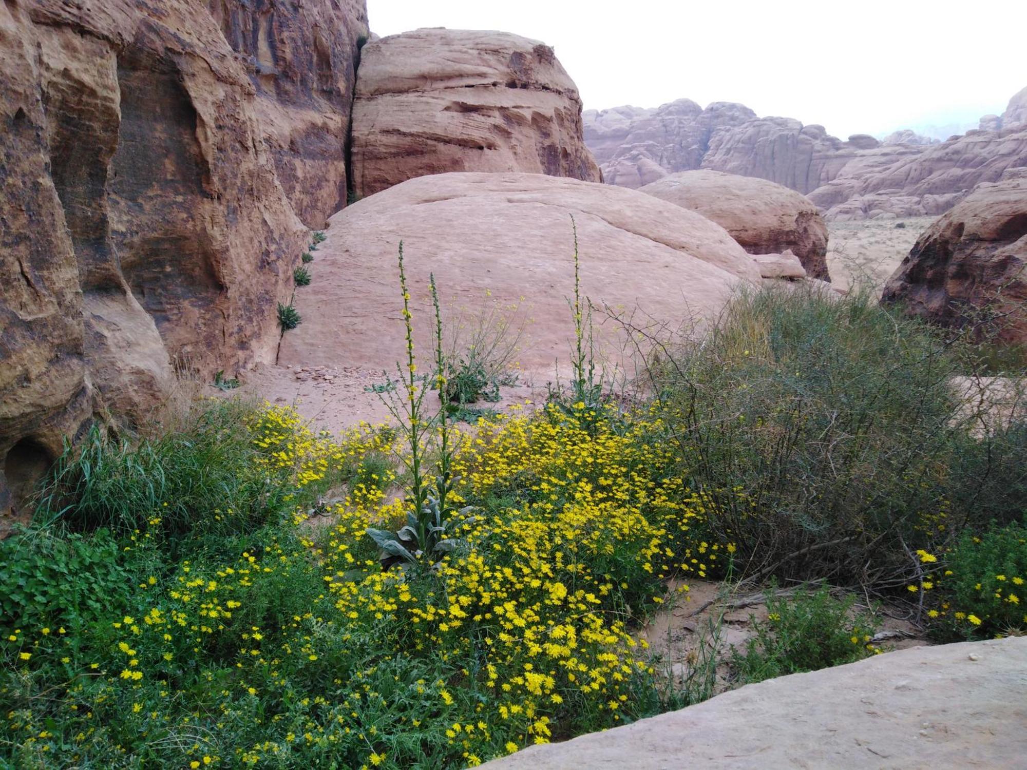 Welcome To Wadi Rum Camp Hotel Exterior photo